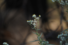 Anaphalis margaritacea