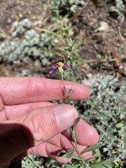 Erigeron breweri