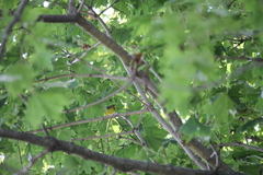 Cardellina canadensis