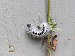 Lophocampa caryae