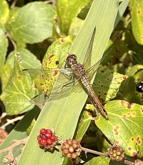 Sympetrum sanguineum