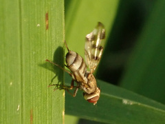 Melieria crassipennis