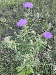 Cirsium altissimum