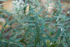 Anaphalis margaritacea