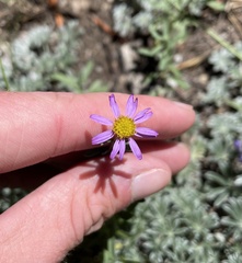 Erigeron breweri