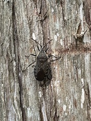 Anasa tristis