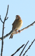 Spiza americana