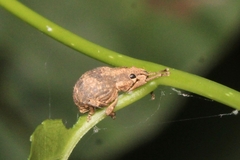 Pseudocneorhinus bifasciatus