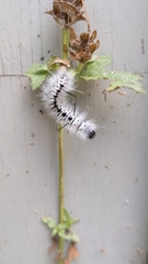 Lophocampa caryae