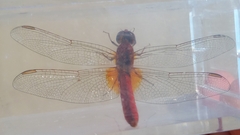 Crocothemis erythraea