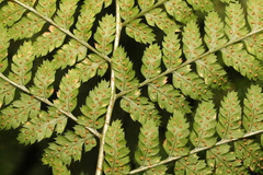 Dryopteris dilatata