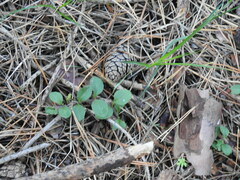 Veronica officinalis
