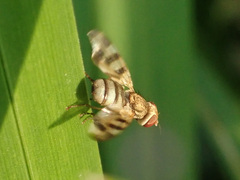 Melieria crassipennis