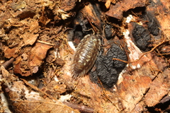 Oniscus asellus