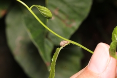 Pseudocneorhinus bifasciatus