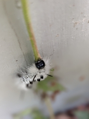Lophocampa caryae