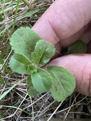 Veronica officinalis