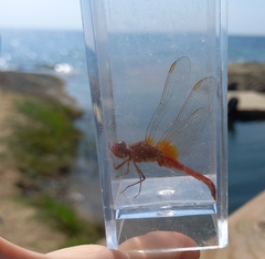 Crocothemis erythraea