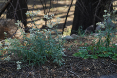 Anaphalis margaritacea
