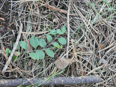 Veronica officinalis