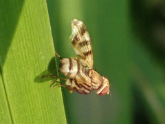 Melieria crassipennis