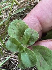 Veronica officinalis
