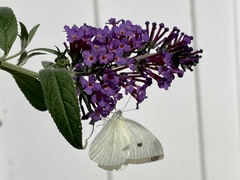Pieris rapae