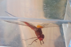 Crocothemis erythraea