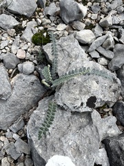 Astrolepis cochisensis