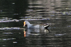Gallinula tenebrosa