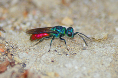 Chrysis