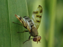 Melieria crassipennis