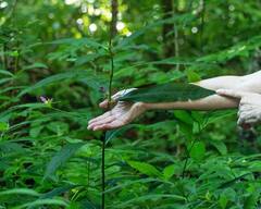 Chelone obliqua erwiniae