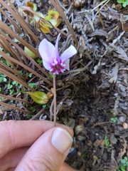 Cyclamen hederifolium