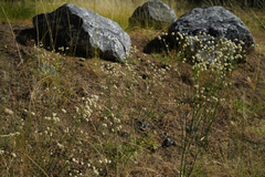 Eriogonum nudum