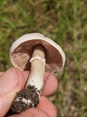 Agaricus campestris image