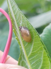 Succinea putris