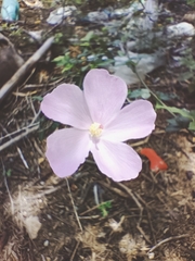 Hibiscus phoeniceus