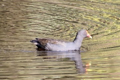 Gallinula tenebrosa