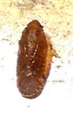 Opsiplanon luella