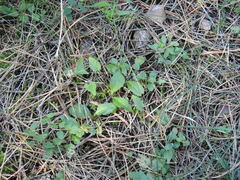 Veronica officinalis