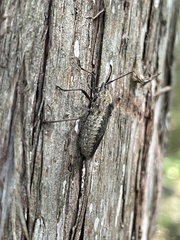 Anasa tristis