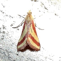 Microtheoris vibicalis