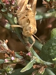 Melanoplus devastator