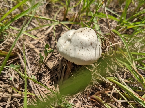 Agaricus campestris image