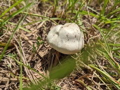 Agaricus campestris image