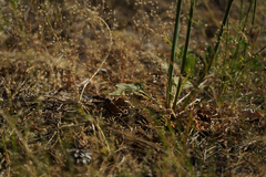Eriogonum nudum