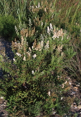 Spiraea alba