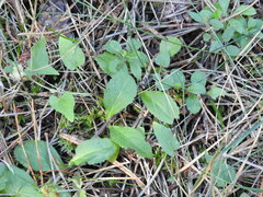Veronica officinalis