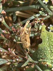 Melanoplus devastator